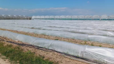 Tarım ve Orman Bakanlığı, Mersin’in Tarsus ilçesinde bir çiftçinin kıvırcık