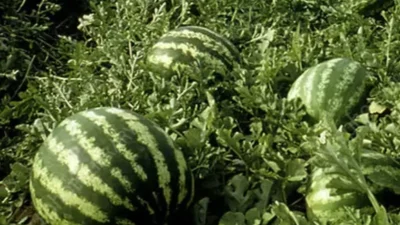 Tarım ürünleri üretici fiyat endeksi (Tarım-ÜFE), Mart 2026’da yıllık bazda