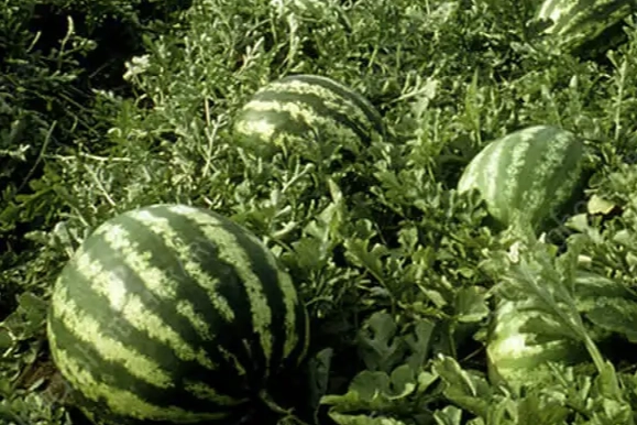 Tarım ürünleri üretici fiyat endeksi (Tarım-ÜFE), Mart 2026’da yıllık bazda