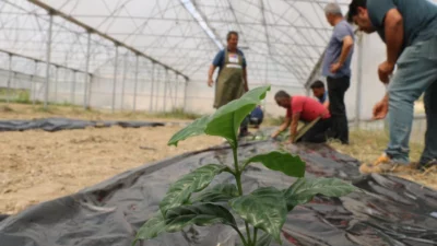 Adana’da kahve yetiştiriciliğine yönelik ilk deneme dikimi gerçekleştirildi. Çukurova’nın verimli