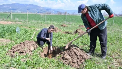Antalya Büyükşehir Belediyesi hem geleneksel ipek böceği yetiştiriciliğini yaşatmak hem