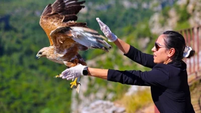 Antalya Büyükşehir Belediyesi, geçtiğimiz aylarda güçsüz halde bulunan bir kızıl