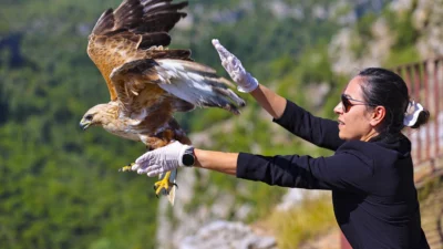 Antalya Büyükşehir Belediyesi, geçtiğimiz aylarda güçsüz halde bulunan bir kızıl
