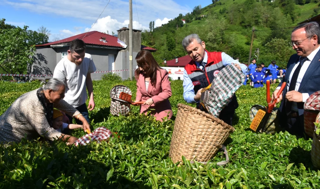 Artvin'in Kemalpaşa ilçesinde geleneksel çay hasadı etkinliği yapıldı.