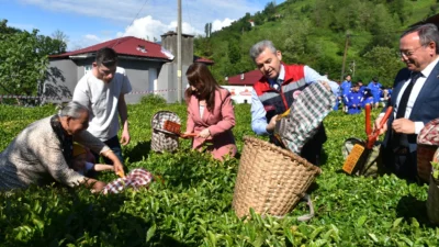Artvin'in Kemalpaşa ilçesinde geleneksel çay hasadı etkinliği yapıldı.