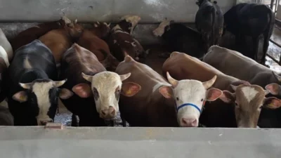 Cumhurbaşkanlığı İletişim Başkanlığı Dezenformasyonla Mücadele Merkezi, Kurban Bayramı öncesinde sahte