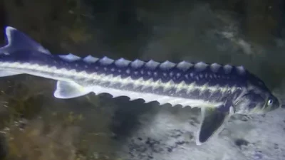 Tarım ve Orman Bakanlığı'na bağlı Balıkçılık ve Su Ürünleri Genel