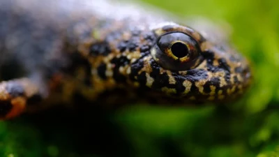Kocaeli Büyükşehir Belediyesi Ormanya'da yapılan çalışmalarda Lissotriton kosswigi, Ommatotriton nesterovi