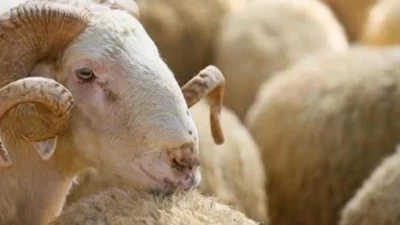 Kurban Bayramı öncesi kurbanlık ayırtan vatandaşlara, kurban alırken dikkat edilmesi
