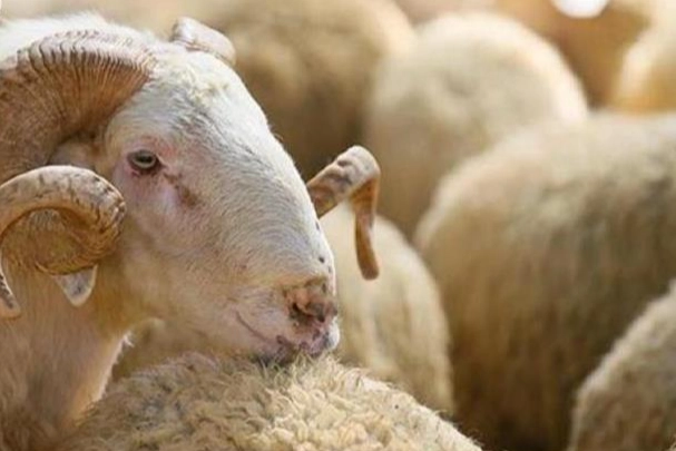 Kurban Bayramı öncesi kurbanlık ayırtan vatandaşlara, kurban alırken dikkat edilmesi