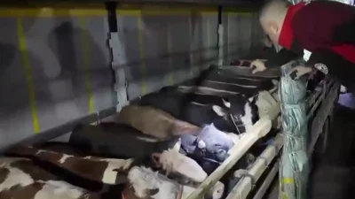 Tarım ve Orman Bakanlığı ekipleri, Kurban Bayramı öncesinde veteriner yol