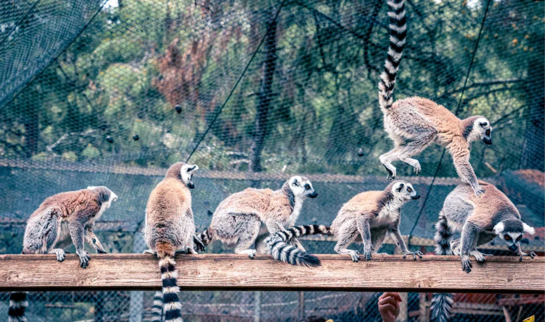 Antalya Büyükşehir Belediyesi’ne bağlı Antalya Doğal Yaşam Parkı, lemur ailesinin