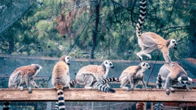 Antalya Büyükşehir Belediyesi’ne bağlı Antalya Doğal Yaşam Parkı, lemur ailesinin