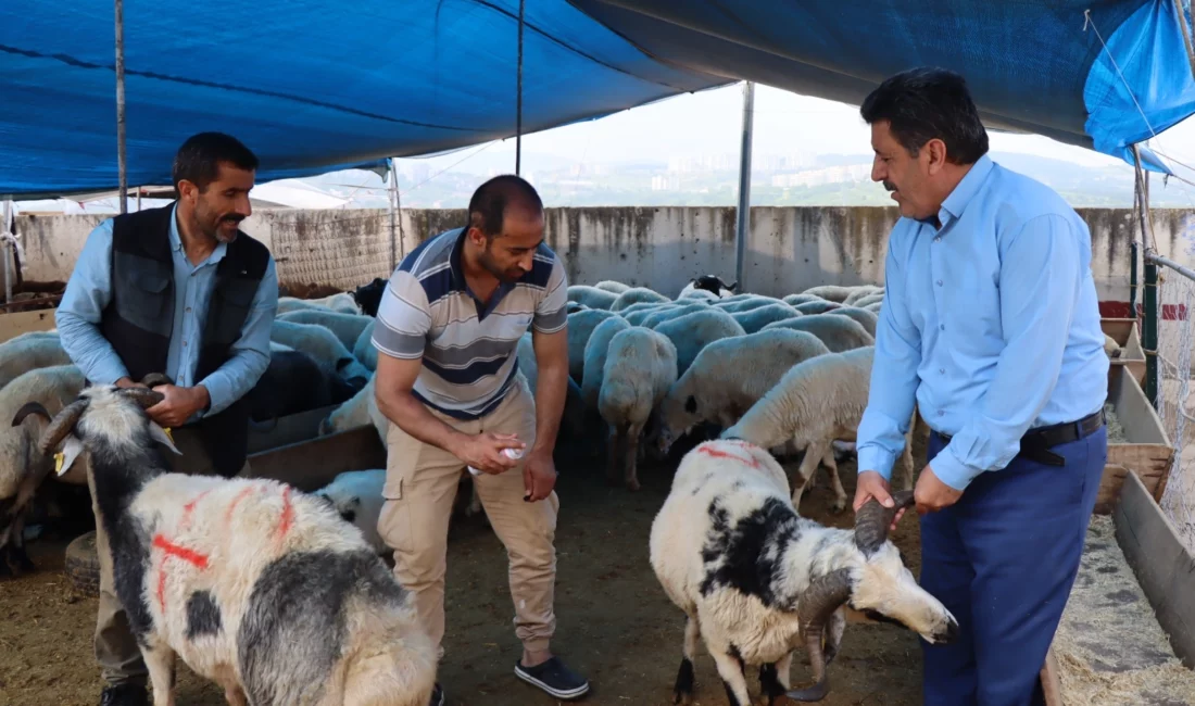 Farklı illerden getirilen kurbanlıkların yer aldığı İzmit Belediyesi Modern Hayvan