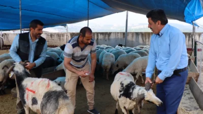 Farklı illerden getirilen kurbanlıkların yer aldığı İzmit Belediyesi Modern Hayvan