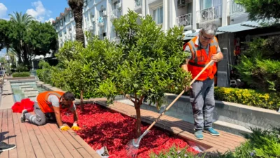 Antalya Büyükşehir Belediyesi Park ve Bahçeler ekipleri, Kemer Liman Caddesi’nde