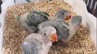 Doğa Koruma ve Milli Parklar 2. Bölge Müdürlüğü ekipleri, Bursa’da