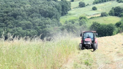 Kocaeli Büyükşehir Belediyesi’nin yüzde 75 hibeli süt otu tohumu desteğinden