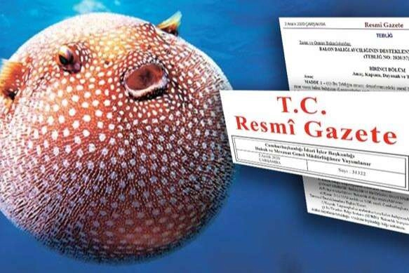 Resmi Gazete'de yayımlanan Cumhurbaşkanı Kararı ile balon balığı avcılığına yönelik