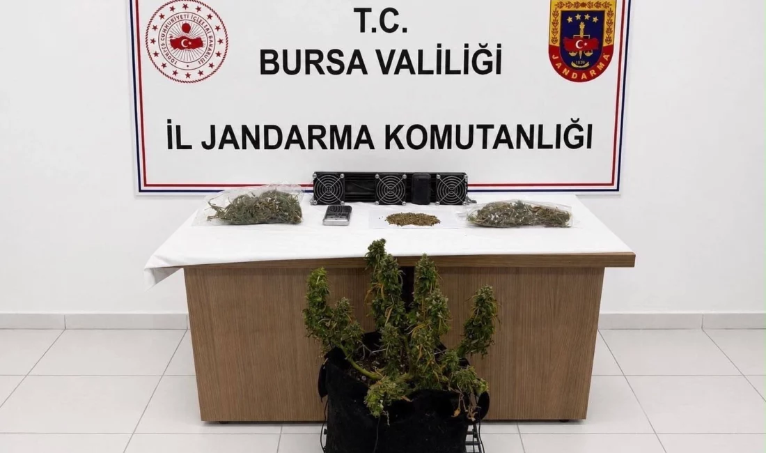Bursa İl Jandarma Komutanlığı, üç ilçede düzenlediği operasyonda kenevir ve