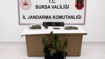 Bursa İl Jandarma Komutanlığı, üç ilçede düzenlediği operasyonda kenevir ve