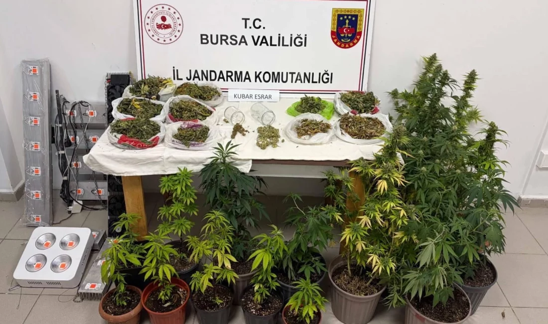 Bursa İl Jandarma Komutanlığı ekiplerinin düzenlediği operasyonda, kenevir bitkileri, kubar