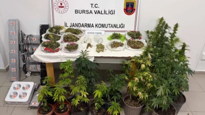 Bursa İl Jandarma Komutanlığı ekiplerinin düzenlediği operasyonda, kenevir bitkileri, kubar