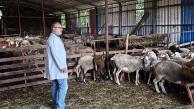 Kocaeli Büyükşehir Belediyesi, hayvancılık alanında hayata geçirdiği projelerle üreticiye sadece