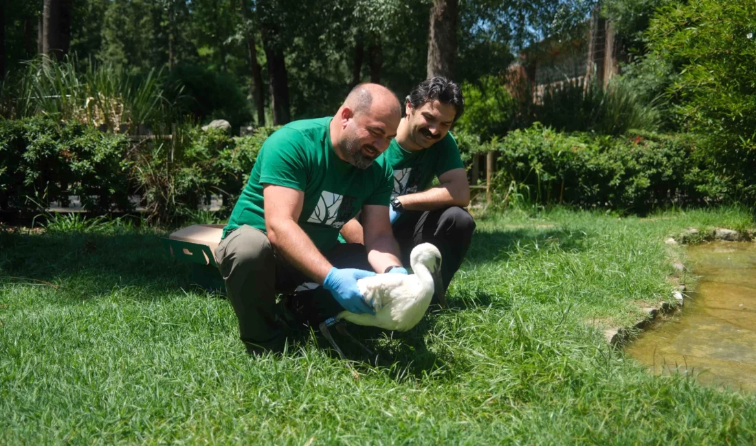 Kocaeli Büyükşehir Belediyesi’ne bağlı Ormanya Yaban Hayatı Kurtarma ve Rehabilitasyon