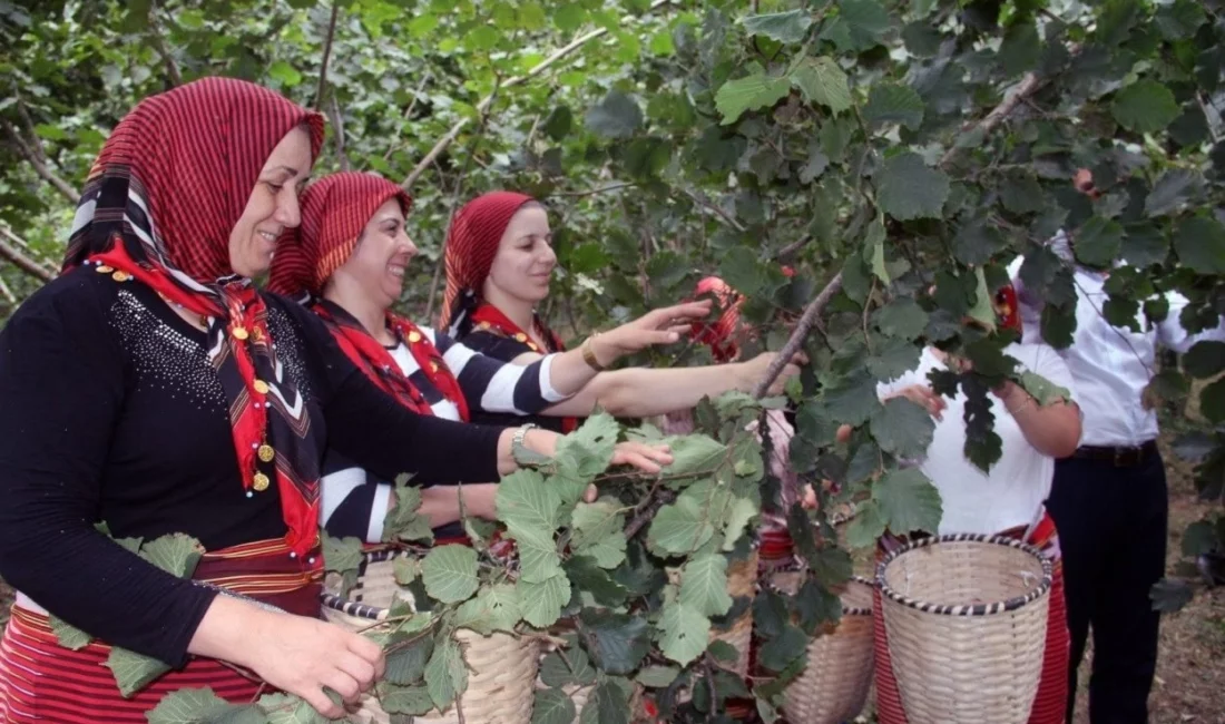 Ordu Büyükşehir Belediyesi'nin, üreticilerin hasat döneminde yaşadığı işçi sorununa çözüm