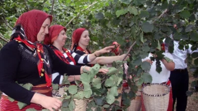 Ordu Büyükşehir Belediyesi'nin, üreticilerin hasat döneminde yaşadığı işçi sorununa çözüm