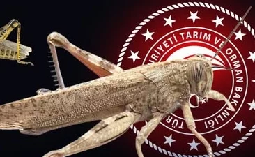 İstanbul ve çevre illerde çekirge istilası yaşandığı yönündeki iddialar üzerine