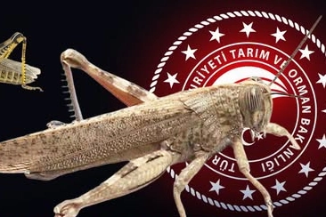 İstanbul ve çevre illerde çekirge istilası yaşandığı yönündeki iddialar üzerine