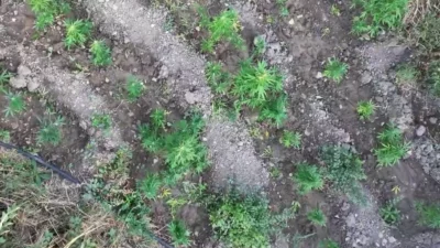Diyarbakır’da jandarma ekiplerince düzenlenen operasyonda, 5,7 ton toz esrar elde