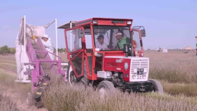 Konya’da, yüz binlerce ziyaretçiyi ağırlayan Karatay Lavanta Bahçesi’nde hasat başladı.