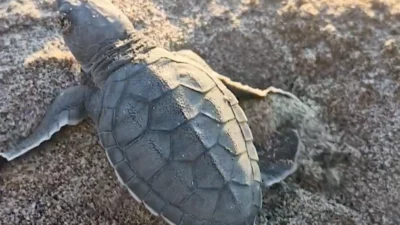 Adana Akyatan’da deniz kaplumbağalarının kuluçka ve denize ulaşma süreci titizlikle