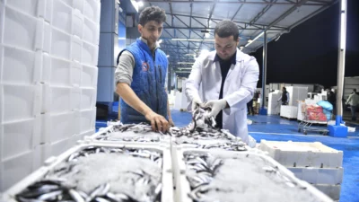 Ankara Büyükşehir Belediyesi, yeni balık sezonunun başlamasıyla birlikte Ankara Toptancı