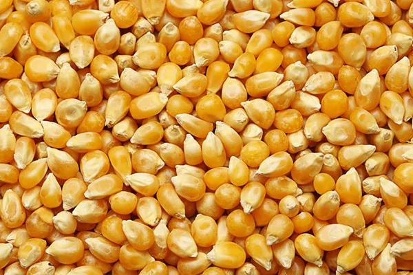 TİGEM Dalaman Tarım İşletmesi Müdürlüğü, 2026 yılı üretimi 1.400 ton