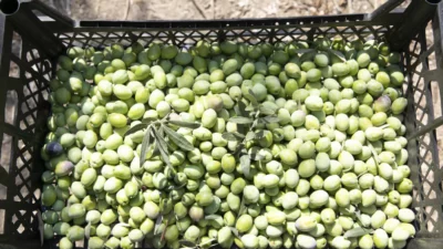 Mersin Büyükşehir Belediyesi’nin üreticilere sağladığı zeytin fidanı desteği sayesinde Karaisalı